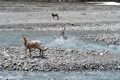 Bighorn sheep near Athabasca Glacier