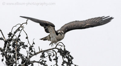 Osprey