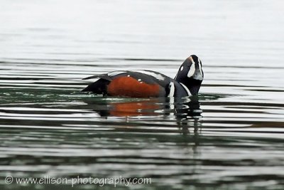 Harlequin Duck