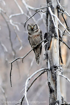 Northern Hawk Owl