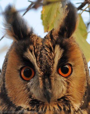 Long-eared Owl