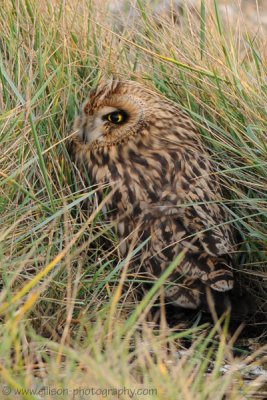 Short-eared Owl