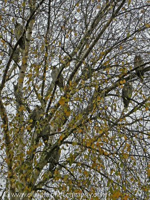 12 (!) long-eared owls in one tree