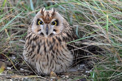 Short-eared Owl