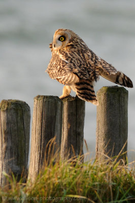 Short-eared Owl