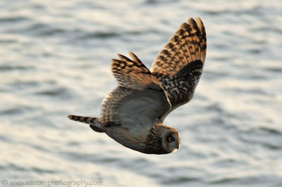 Short-eared Owl