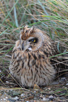 Short-eared Owl