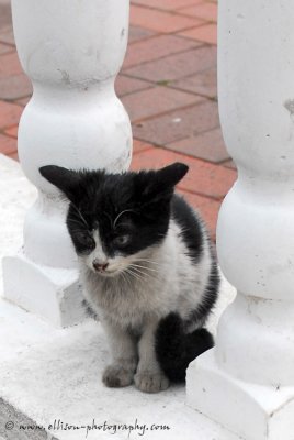 Abandoned kitten