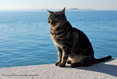 The Cat of Burano