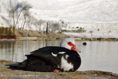 Muscovy Duck