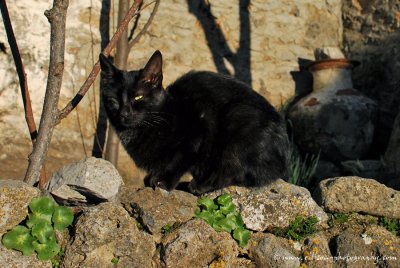 Black Kayaky cat