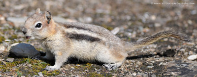 Golden-mantled Ground Squirrel