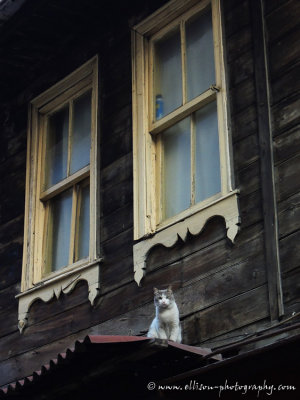 Cat on a hot tin roof