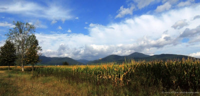 Alsacian cornfields