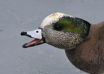 Unhappy American Wigeon