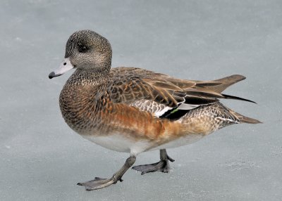 American Wigeon female