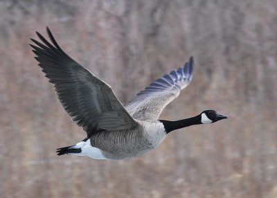 Canada Goose