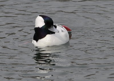 Bufflehead male