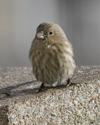 House Finch female
