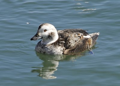 Long Tailed Duck female