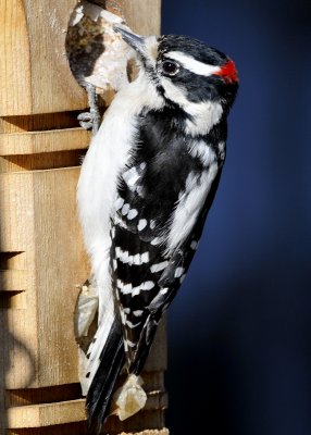 Downy Woodpecker