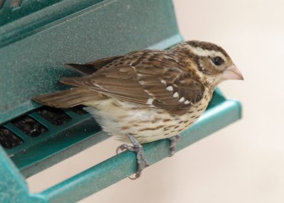 Rose Breasted Grosbeak female