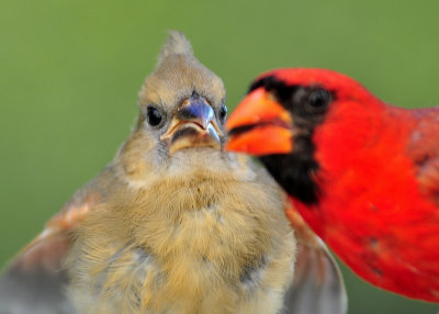 Baby Northern Cardinal being fed