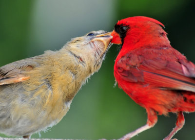 Baby Northern Cardinal being fed