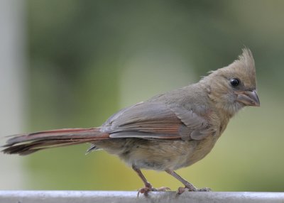 Juvenile Cardinal