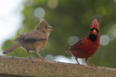 Northern Cardinal