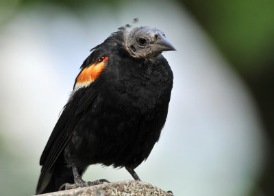 Red Wing Blackbird