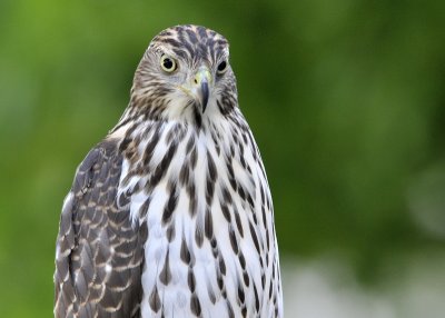 Cooper's Hawk