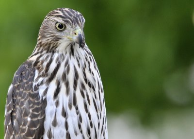 Cooper's Hawk