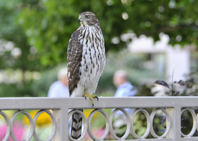 Cooper's Hawk