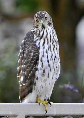 Cooper's Hawk