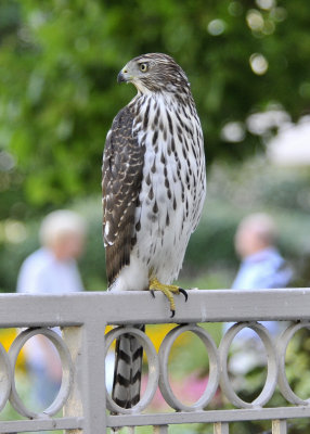 Cooper's Hawk