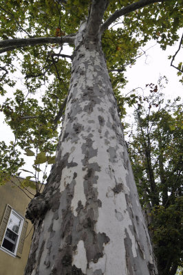 Sycamore tree