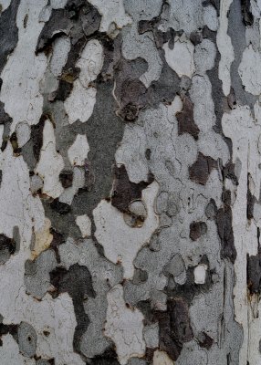 Sycamore bark