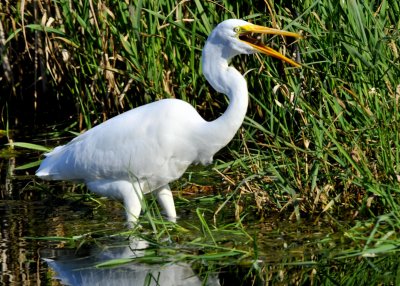 Great Egret