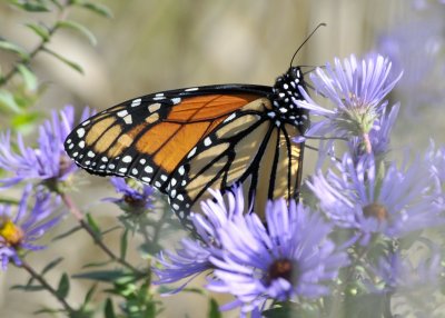 Monarch Butterfly