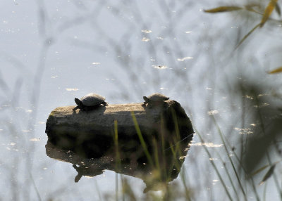 Turtles