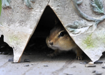 Chipmunk