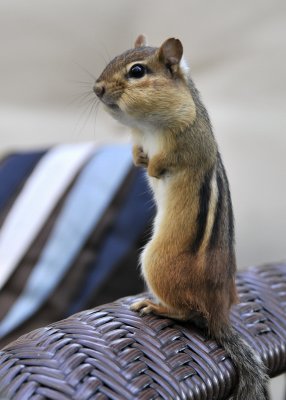 Chipmunk