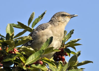 Northern Mockingbird