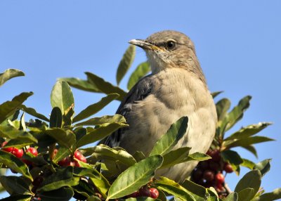 Northern Mockingbird