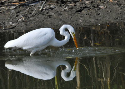 Great Egret fishing - 5 of 6