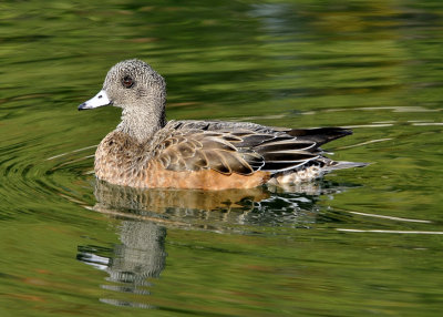 American Wigeon female