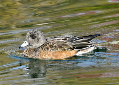 American Wigeon female