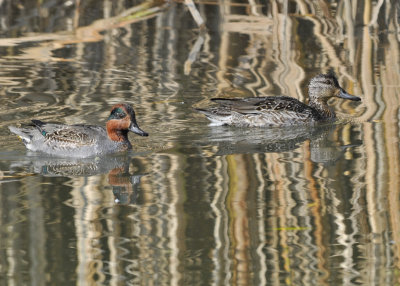 Green Winged Teal pair