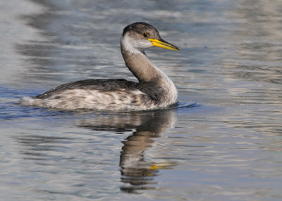 Red Necked Grebe